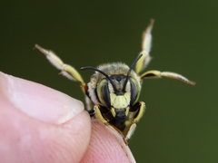 Anthidium loti