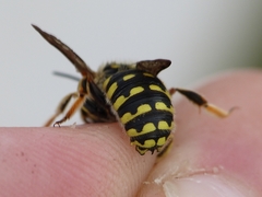Anthidium loti