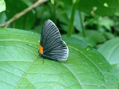 Hades noctula