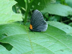 Hades noctula