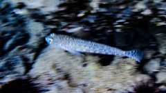 Gobius fallax