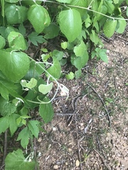 Vitis
