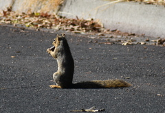 Sciurus niger