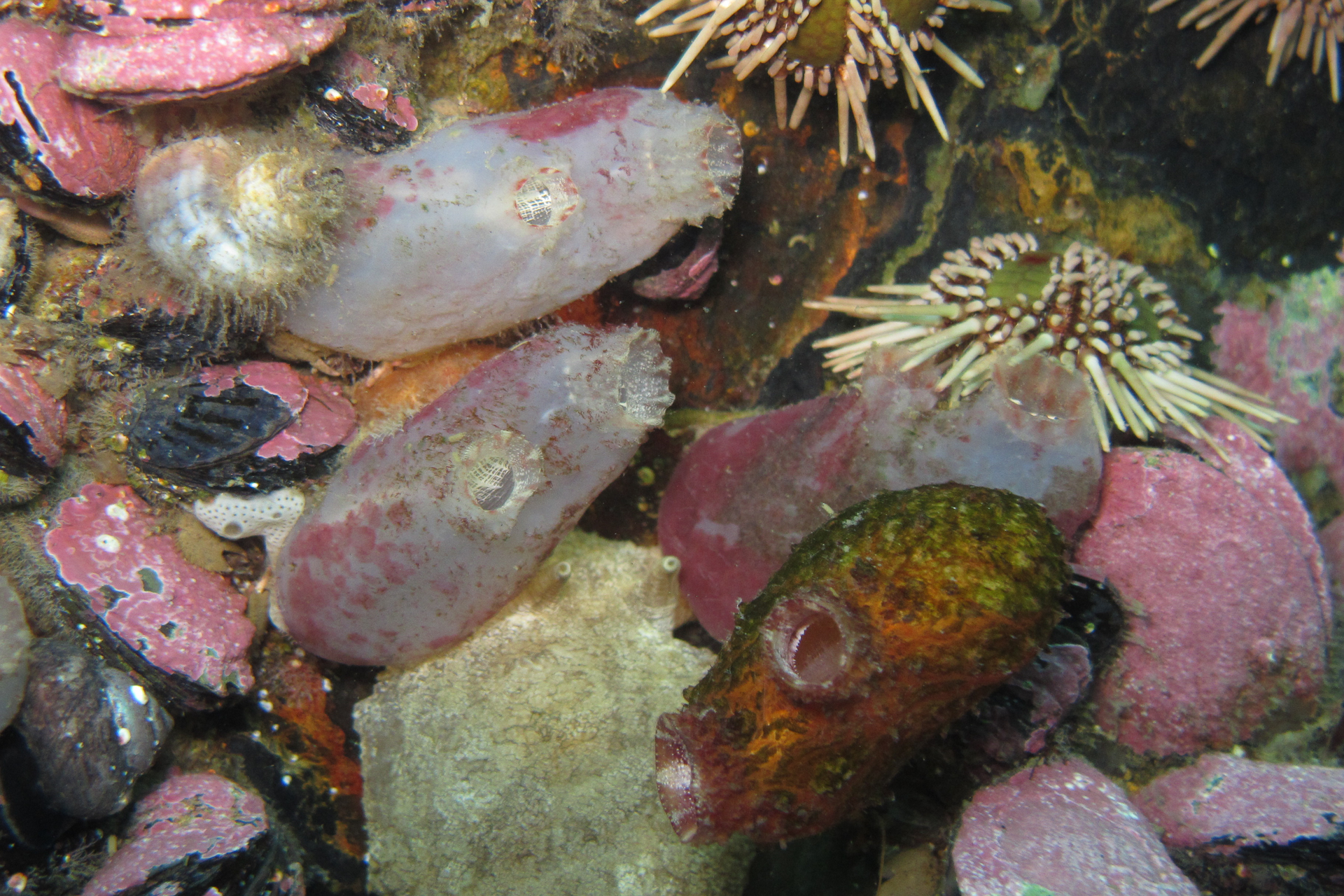 Asterocarpa humilis (Heller, 1878)