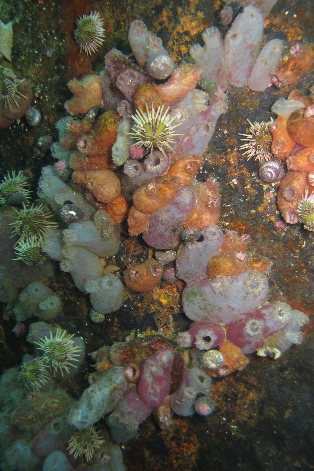 Asterocarpa humilis (Heller, 1878)
