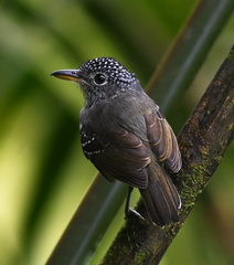 Dysithamnus puncticeps