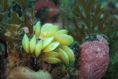 Trophon geversianus