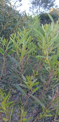 Acacia cupularis