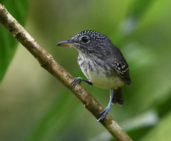 Dysithamnus puncticeps