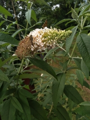 Lysimachia clethroides