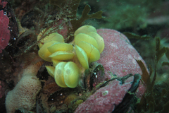Trophon geversianus