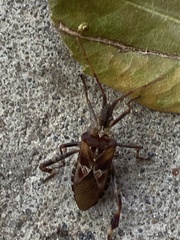 Leptoglossus occidentalis
