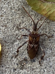 Leptoglossus occidentalis