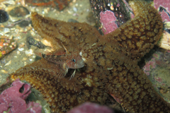 Helcogrammoides cunninghami