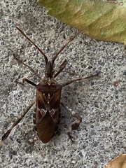 Leptoglossus occidentalis