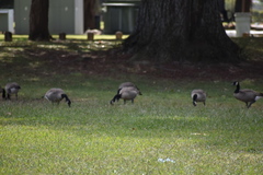 Branta canadensis