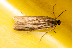 Eudonia atmogramma
