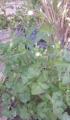 Sonchus oleraceus