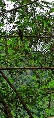 Patagioenas flavirostris