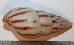 Limicolaria