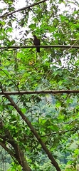 Patagioenas flavirostris