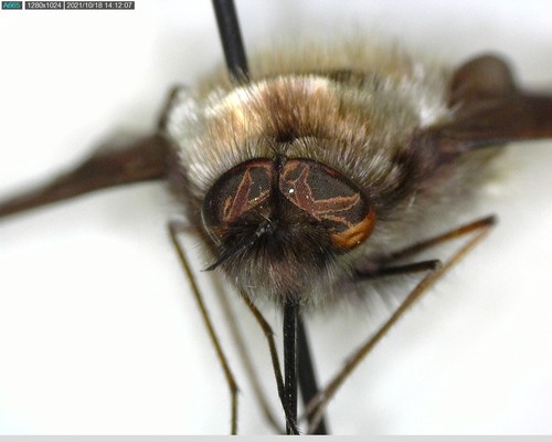 iNaturalist observation photo of Greater Bee Fly