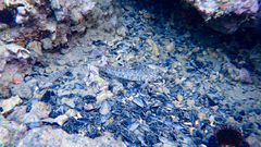 Gobius fallax