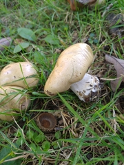 Cortinarius infractus
