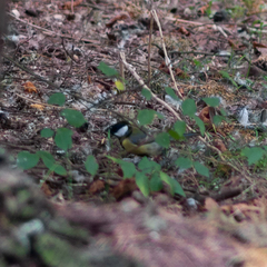 Parus major