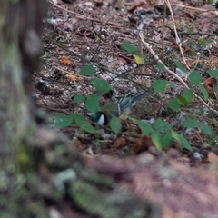 Parus major