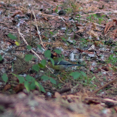 Parus major