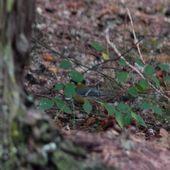 Parus major