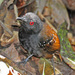 Dull-mantled Antbird - Photo (c) Jerry Oldenettel, some rights reserved (CC BY-NC-SA)