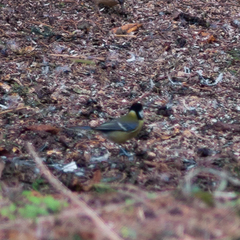 Parus major