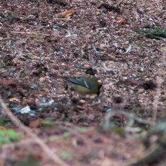 Parus major