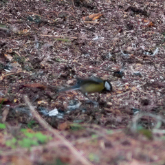 Parus major