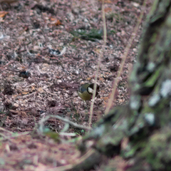 Parus major
