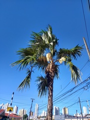 Coccothrinax barbadensis