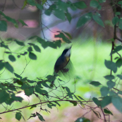 Parus major