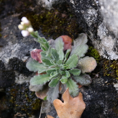 Arabis collina