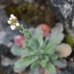 Arabis collina