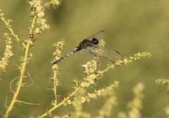 Erythrodiplax basifusca