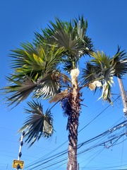 Coccothrinax barbadensis