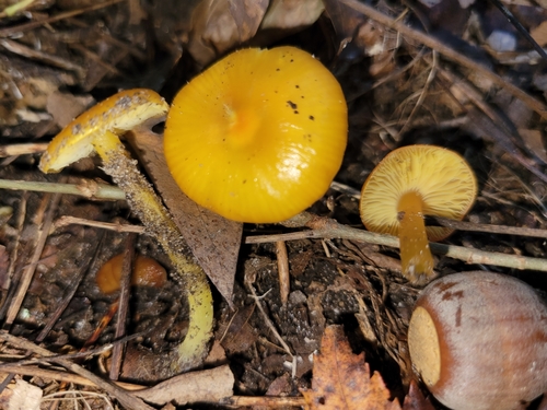 Golden Waxcap