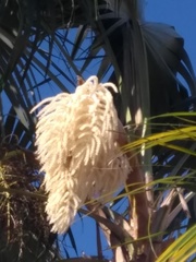 Coccothrinax barbadensis