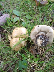 Cortinarius infractus
