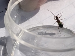 Closterocoris amoenus