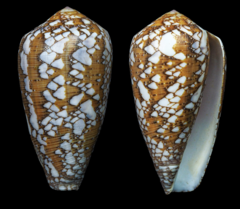 Conus behelokensis