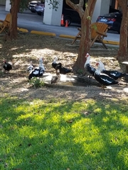 Cairina moschata domestica