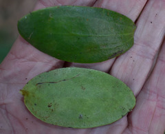 Amyema glabra